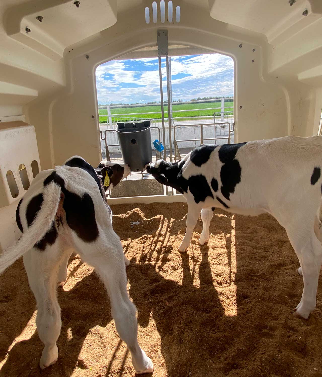 Milk Bar 2 Calf Hanging Feeder image 2