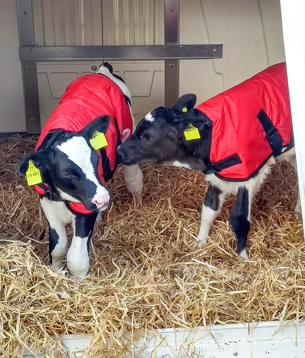 Large Calf Jacket image 1