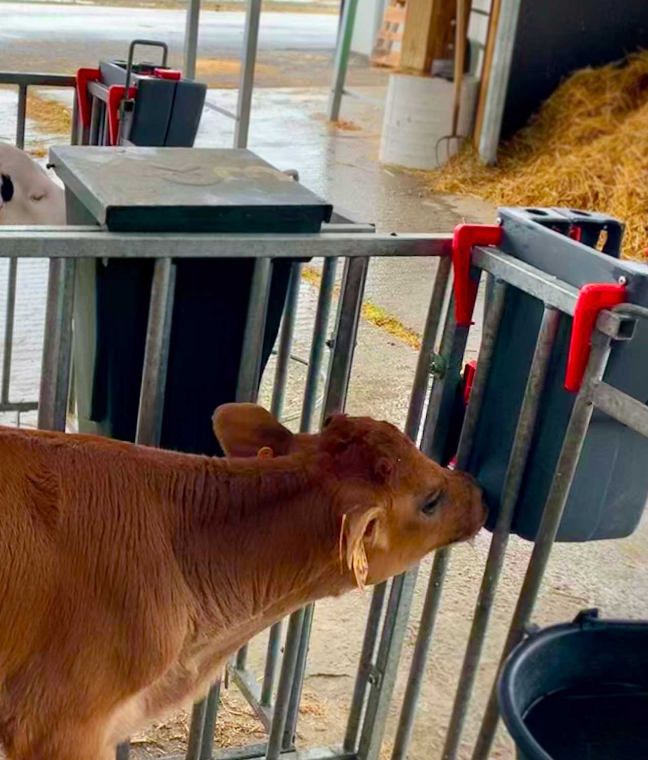 Milk Bar 1 Ezi Lock 8L - Outside Pen image 2