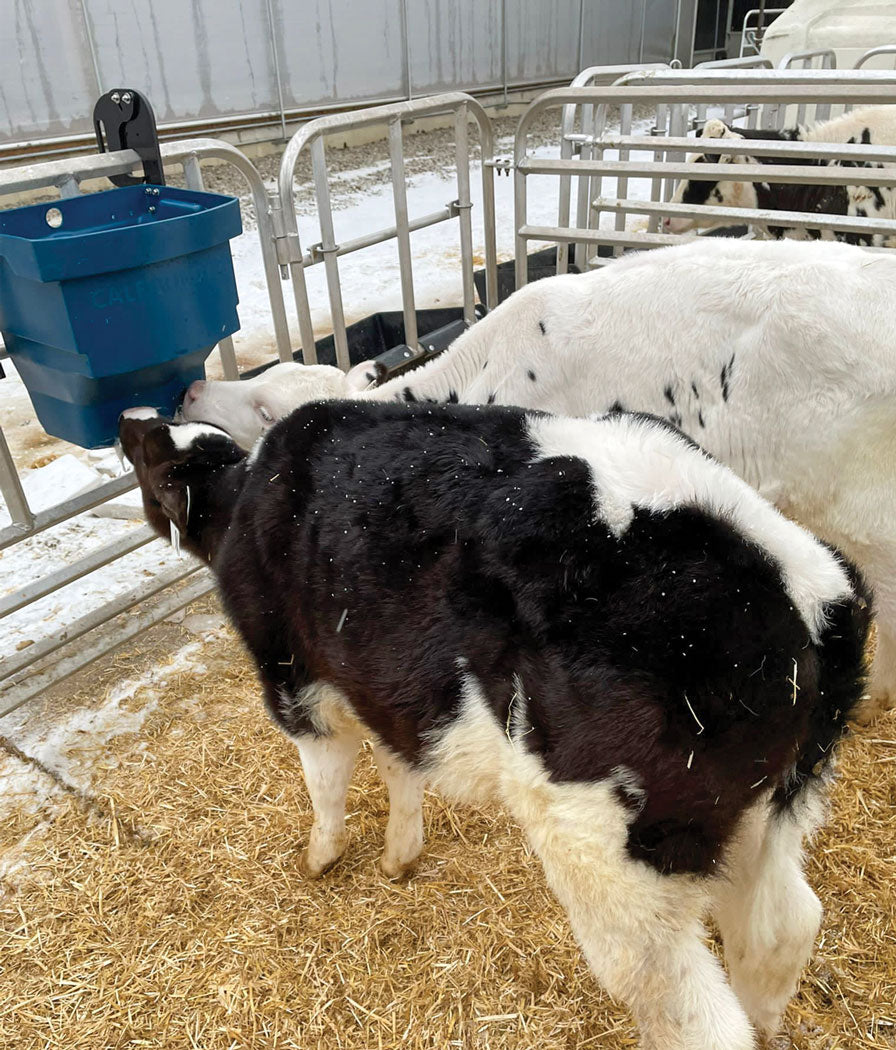 Milk Bar Calf Buddy 2-20L Feeder image 9
