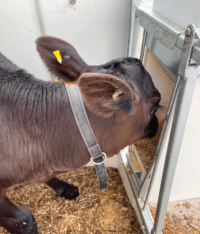 Universal Grain Feeder image 1