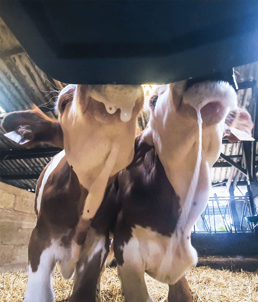Milk Bar Calf Buddy 2-20L Feeder image 6