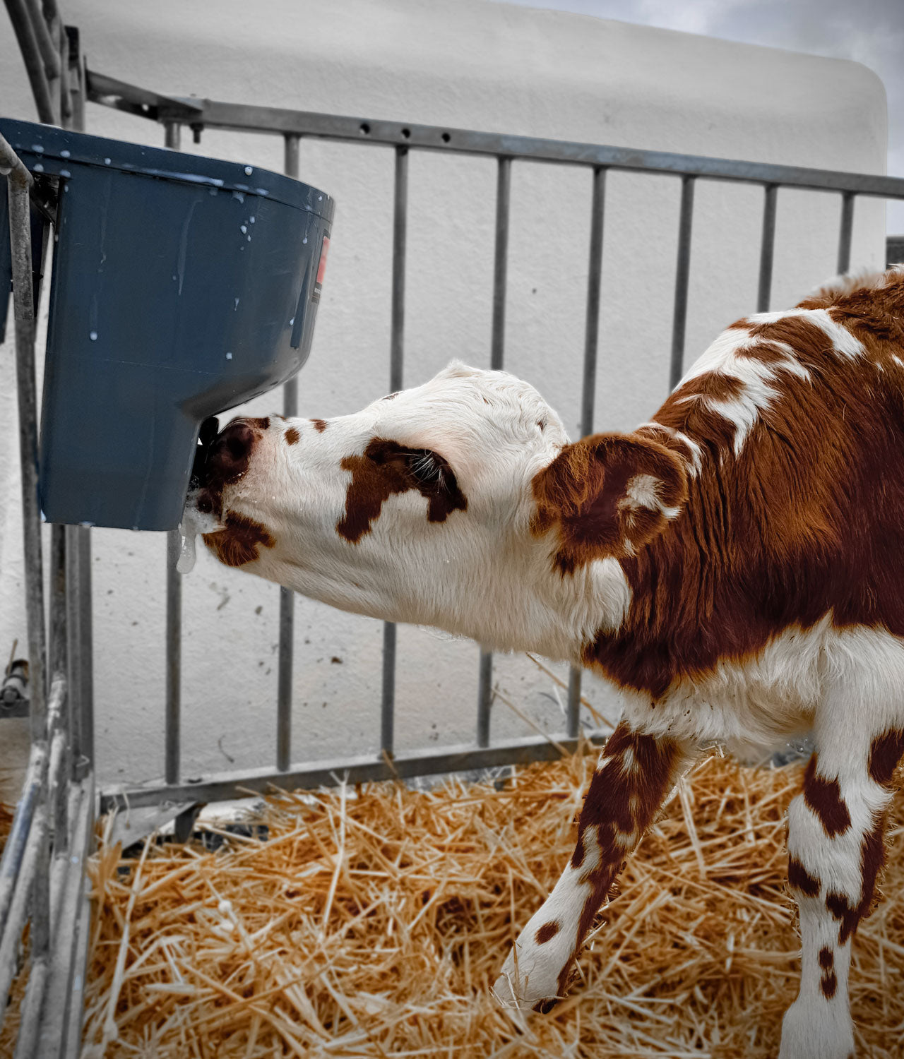 Milk Bar 1 Calf Hanging Feeder image 1